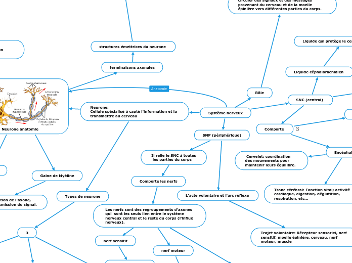 Système nerveux Mind Map